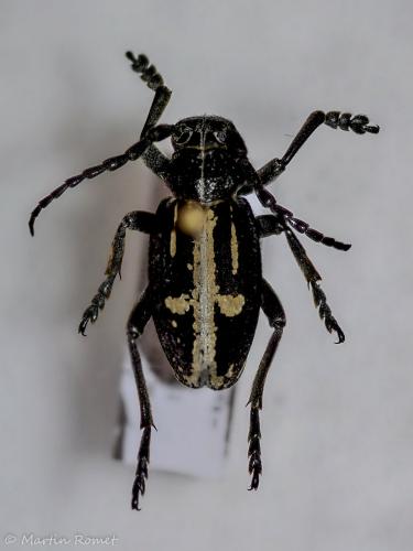 Dorcadion equestre